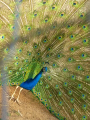 Obraz premium bel oiseau paon dans le zoo