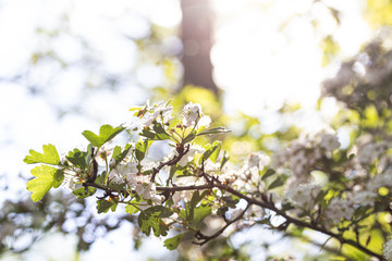 White Flower