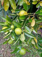 green lemon 