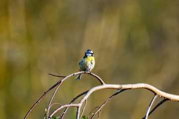 Obraz premium Mésange bleue