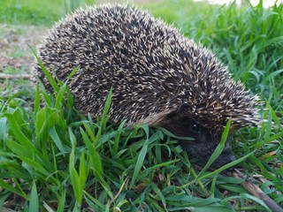 A hedgehog in the grass