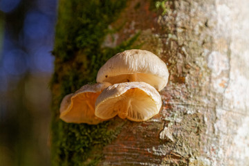 Champignon