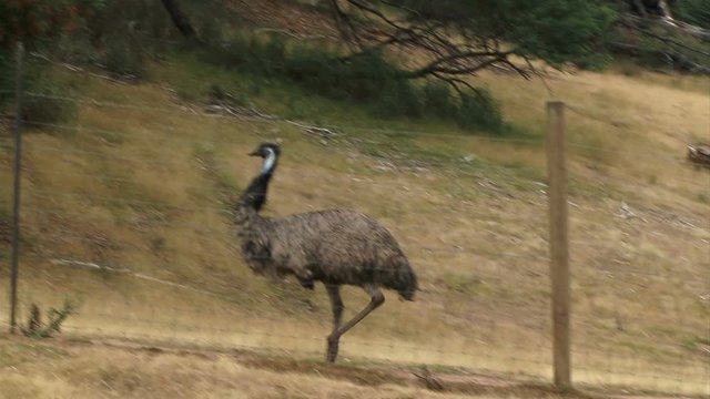 Emu bird in the outback of Australia 