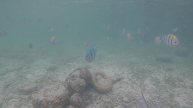 Olango reef, Philippines, best snorkeling. Underwater. Fish.