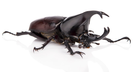 Beetle isolated on white background