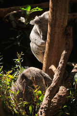 Two Australian koalas sleeping in a eucalyptus tree