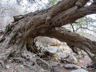 Ficus with growing on a large boulder, in the stony desert of Wadi Hinna. Oman.