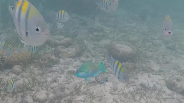 Olango reef, Philippines, best snorkeling. Underwater. Fish.