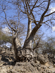 Mysterious Adansonia digitata, family Bombacaceae in rocky wadi Hinna desert. Oman.
