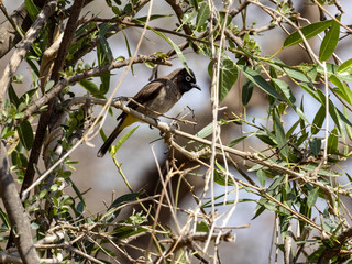 White-spectacled bulbul, Pycnonotus xanthopygos, on a tree in the Wadi Hinna desert. Oman.