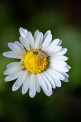 daisy flower closeup