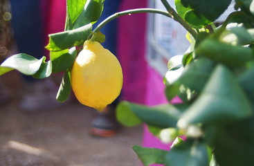 Lemon on a tree branch with leaves