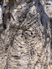 Trunk Adansonia digitata, family Bombacaceae in rocky wadi Hinna desert. Oman.