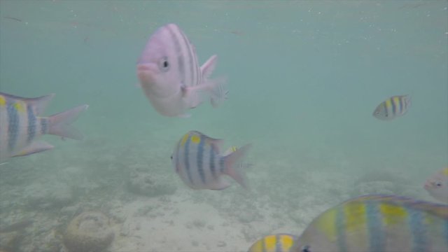 Olango reef, Philippines, best snorkeling. Underwater. Fish.