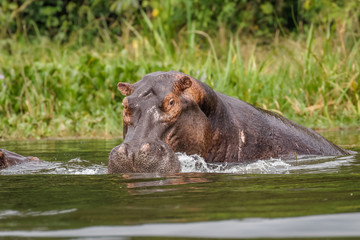 The common hippo (Hippopotamus amphibius) closing his big mouth, Murchison Falls National Park, Uganda.
