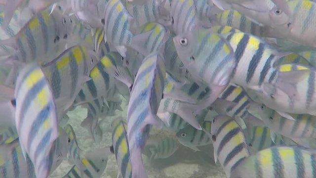 Olango reef, Philippines, best snorkeling. Underwater. Fish.