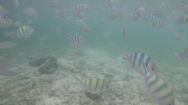Olango reef, Philippines, best snorkeling. Underwater. Fish.