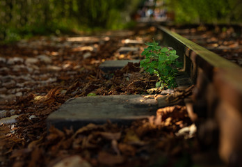 A old narrow gauge railway. A canyon Guamka,  Russia, Krasnodar. A forest, a creek and rock at autumn.
