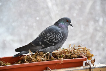 Lonely grey pigeon with red eye