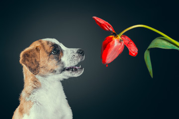 piebald puppy with a tulip flower at dark background