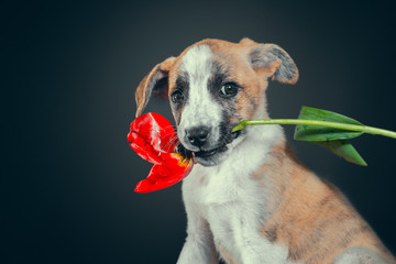 piebald puppy keeping in teeth a tulip flower at dark background