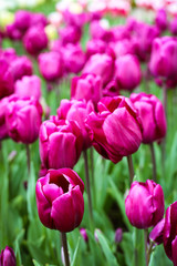 Fototapeta premium Beautiful flowers in the garden