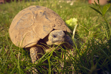 Land turtle in the garden