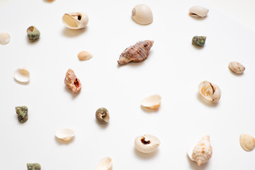 Different seashells on a white background , the concept of holidays by the sea.