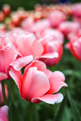 Beautiful flowers in the garden