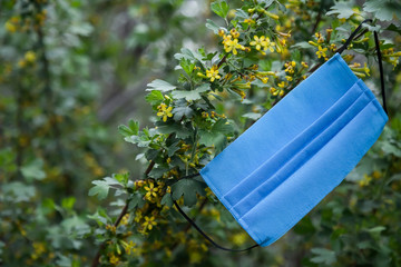 Coronavirus mask on a currant bush
