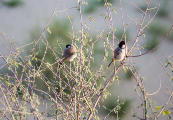 White cheeked bulbul on a thorny tree.