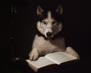 Clever dog reads an interesting book in the dark. Siberian Husky with glasses reads a book under the light of a table lamp.