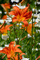 bright summer flowers in the garden
daylily and daisies