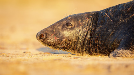 Adult grey seal male headshot in golden light showing scars and wounds from dominance battles
