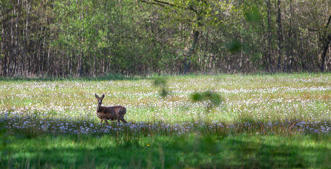 roe dear in meadow full of spring flowers in holland © ahavelaar