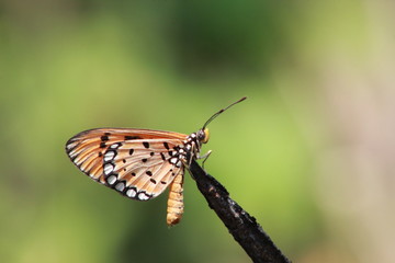 Orange coloured butterfly sitting in a dead tree branch