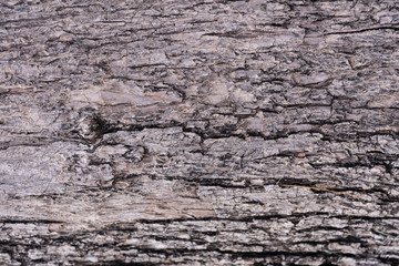 Brown bark texture of an old tree