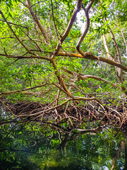 Mangroven in der karibik