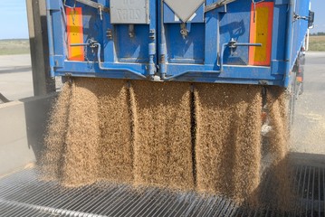 Moisson blé, déchargement  à la coopérative