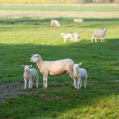 Fototapeta premium ewe and two lambs in green grassy meadow