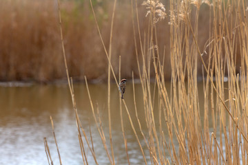 House Sparrow sitting on a dry blade of grass in the reeds on the edge of a pond with beautiful bokeh. Wild.