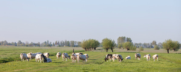 cows in meadow with willows in landscape between Leerdam and Meerkerk in the netherlands vijfheerenlanden