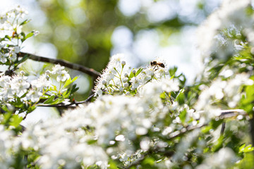 Bee