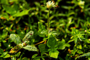 colorful dotted leaves with dew drops under the sunlight in the morning. wild concept