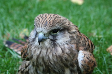 Close up red tailed falcon
