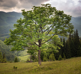 Picturesque tree dramatic background. Sepia color of Carpathian nature, Ukraine