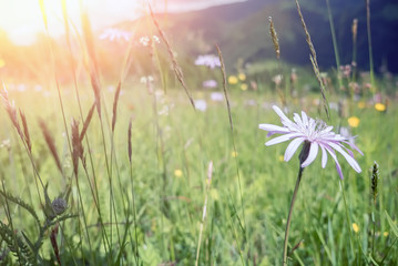 Windflowers under morning sunshine in rural countryside of Carpathian mountains