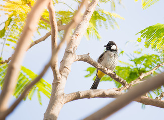 White cheeked bulbul on a thorny tree.