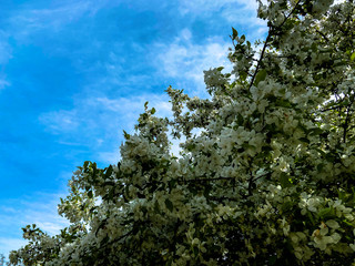 white flowers against a blue background