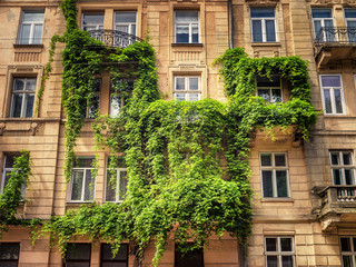 Facade of historical building in Lviv, Ukraine overgrown with climbing plant